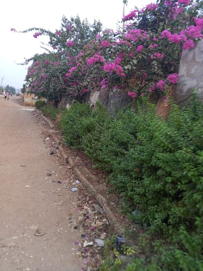 The image displays a ground-level view along an unpaved road in Oko Erin, Nigeria. The road, composed of reddish-brown dirt, occupies the left side of the frame and extends into the distance. Along the right edge of the road, a concrete drainage channel is partially visible, containing scattered debris and litter. Adjacent to this channel is a continuous row of dense green shrubs, approximately 0.5 to 1 meter in height. Behind these shrubs, a concrete wall, exhibiting varying textures and discoloration, supports a substantial growth of bougainvillea plants with numerous vibrant magenta-pink flowers. Taller green trees are visible beyond the bougainvillea. In the far distance on the left side of the road, several blurred human figures are discernible, appearing to walk away from the camera. The sky overhead is a uniform light gray, indicating an overcast condition. The immediate foreground along the road's edge and within the drainage channel contains various pieces of refuse, including plastic items and organic debris.