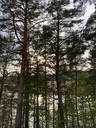 The image depicts a view looking up through a forest canopy, likely in the city of Pepelyshi, Russia. Tree trunks rise vertically, interspersed with the intricate network of branches and foliage. The sky is visible through gaps in the canopy, appearing overcast. Light is diffused, creating a soft illumination. The scene suggests a dense woodland area. There are no people visible in this image.