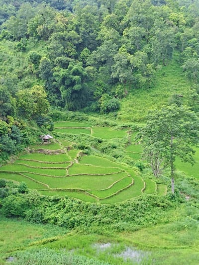 The image shows a terraced rice paddy field nestled within a lush, verdant hillside. A small, rustic hut with a corrugated metal roof is situated on the edge of one of the terraces. The surrounding landscape is densely covered in various shades of green foliage, indicating a heavily forested area. The rice paddies themselves are vibrant green, sculpted into distinct levels by earthen bunds, with water reflecting the sky in some areas. A large tree stands prominently to the right of the paddies, its branches reaching outwards. The overall impression is one of rural tranquility and agricultural beauty, characteristic of the hilly terrain found around Lekhnath, Nepal.