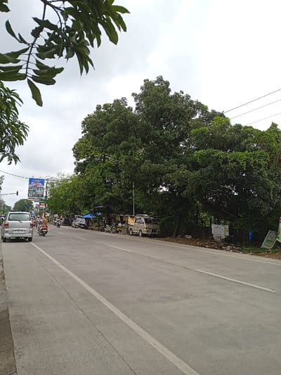 A street scene depicts vehicles and motorcycles moving along a paved road with a white dividing line. On the roadside, a large tree overhangs the street, casting shade. Further down the road, businesses or stalls line the sidewalk, and a billboard is visible in the distance. The sky is overcast, providing soft light to the scene.