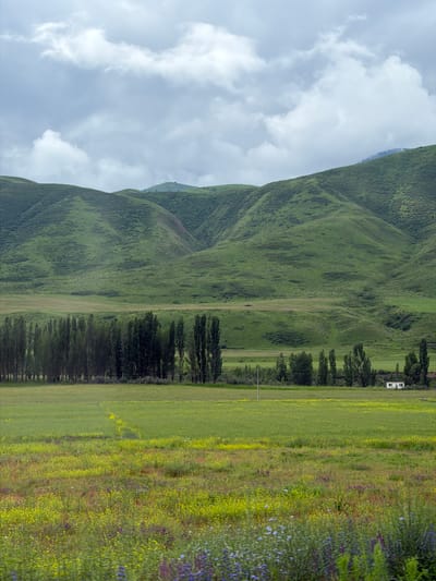 The image depicts a pastoral landscape featuring rolling green hills under a cloudy sky. In the foreground, a field of yellow and purple wildflowers stretches across the frame. Behind this, a line of tall, slender trees forms a dark, vertical contrast against the softer contours of the hills. A small, white building with a dark roof is visible near the trees on the right side of the image. A utility pole stands in the middle ground of the field. The scene is tranquil and appears to be in a rural or semi-rural setting.