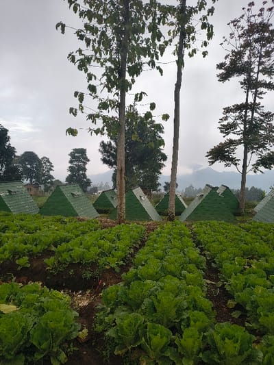 The scene depicts an agricultural field located in An Khe Ward, Vietnam, under an overcast sky. The foreground is composed of multiple parallel rows of vibrant green, leafy brassica crops, consistent with cabbage or lettuce, cultivated in dark, tilled soil. In the midground, approximately a dozen dark green, pyramid-shaped structures are visible, each featuring a small square opening on one sloped face near its apex. These structures are interspersed with several tall, slender-trunked deciduous trees exhibiting sparse green foliage. A dense treeline and distant mountains, partially obscured by atmospheric haze, define the background. No individuals, animals, or overt human activity are present in the frame.