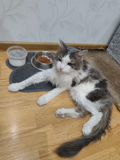 A gray and white long-haired cat is lying on a wooden floor. Next to the cat is a gray mat with a water bowl and a food bowl containing cat food. The background includes a wall with a floral pattern and a carpet. The location is Gremyachinsk, Russia.