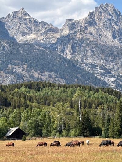 The image depicts a vast natural landscape in a mountainous region of the United States. No elements indicative of a city, such as Beaver Creek, are visible; the scene portrays a wilderness area. In the foreground, an expansive field of dry, golden-brown grass hosts a herd of approximately 14 horses. These horses are primarily dark brown, black, and reddish-brown, with one lighter-colored horse visible further right, all actively grazing. To the far left of the field, a small, dark wooden cabin with a light-colored gable roof stands behind a low, weathered wooden fence that extends horizontally across the midground. Behind the fence, a dense band of mixed trees, featuring lighter green deciduous foliage and darker green coniferous trees, separates the field from the background. The background is dominated by towering, rugged grey mountains with jagged peaks and visible rock faces, some exhibiting lighter patches suggesting snow or rock. These mountains are covered with dark green coniferous forest on their lower and mid-slopes. The sky above the mountains is blue with scattered white cumulus clouds.