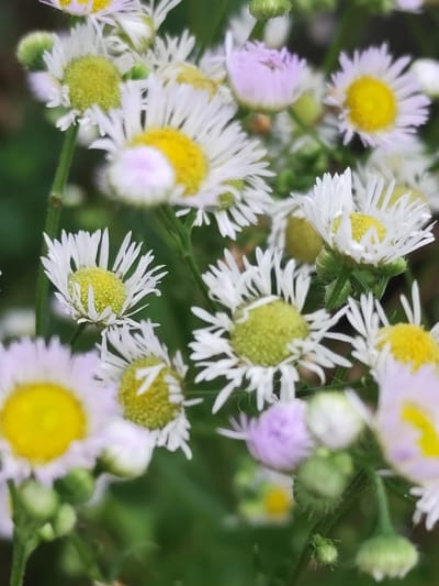 A close-up, low-angle shot showcases a cluster of small, daisy-like flowers in full bloom, set against a soft-focus green background. The flowers feature white petals that radiate from a central disc, which varies in color from bright yellow to a lighter, almost lime green. Some of the flowers also display subtle hints of pale pink or lavender around their centers. Several green buds and stems are visible, interspersed among the blossoms. The lighting appears natural, possibly indicating an outdoor setting. The image does not depict any people, actions, or interactions. The location within Beglatoy, Russia, cannot be determined from the visual information provided.