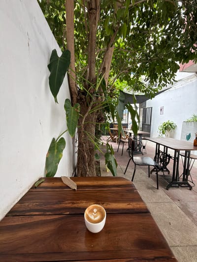 A medium shot captures an outdoor seating area of a cafe, likely in Maputo, Mozambique. In the foreground, a dark wooden table occupies the lower half of the frame, with a white ceramic cup of latte art on its surface. To the left, a textured white wall rises vertically, juxtaposed by the brown, rough bark of a mature tree whose branches and lush green leaves spread across the upper portion of the image, casting dappled shadows.

Beyond the table, a patio paved with interlocking concrete tiles leads to a series of tables and chairs arranged in an outdoor seating area. Some tables have dark wooden tops and unique bases resembling antique sewing machines. The background reveals more of the cafe's architecture, including white walls, doors with vertical slats, and glimpses of more greenery. The scene is devoid of people, suggesting a quiet or off-peak moment. The overall atmosphere is one of relaxed outdoor dining, with a blend of natural elements and rustic furniture.