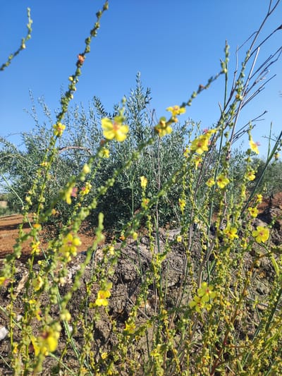 In Valverde de Leganés, Spain, a close-up, low-angle shot captures a field of tall, thin green plants with numerous small yellow flowers and buds. The plants are densely packed, with some stems appearing dry and woody. In the background, a large olive tree with silvery-green foliage is visible, its branches curving upwards. The ground beneath the plants is a mixture of dark soil and reddish-brown earth, with some large rocks scattered around. The sky above is a clear, vibrant blue, indicating a sunny day.
