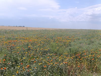 The image depicts a vast, open field filled with numerous small, vibrant orange and yellow flowers. These flowers are densely packed, creating a colorful carpet across the landscape. The field extends towards a distant treeline and then to a hazy horizon under a pale blue sky dotted with white clouds. The foreground is dominated by the flowering plants, with some patches of green vegetation interspersed. In the background, a tan-colored field, likely a different crop, is visible. The overall impression is that of a rural agricultural scene, possibly a safflower field due to the flower colors, located in or near Jany Pahta, Kyrgyzstan. No people or specific structures are discernible in the image.