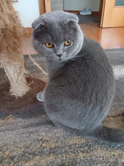 A grey Scottish Fold cat with orange eyes sits on a grey carpet next to a sisal scratching post. The cat is facing the camera, with its body turned slightly to the right. The background shows a wooden floor, a wooden door frame, and a white wall. The setting appears to be indoors, likely a residential interior. There is no indication of the city of Póvoa de Varzim, Portugal.
