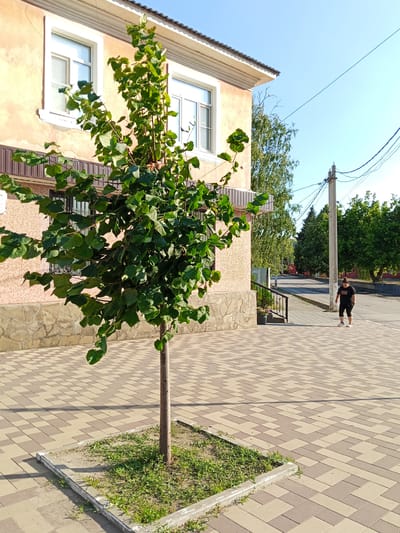 An exterior, eye-level, full shot captures a small, leafy tree in the foreground, planted within a square concrete planter bed with sparse grass. Behind the tree, a light-colored building with a decorative tiled facade and two white-framed windows is visible. To the right of the building, a paved walkway extends into the background, where a young female wearing a black t-shirt and black leggings is walking away from the camera. The walkway is patterned with light and dark tan square pavers. In the mid-ground, a utility pole with numerous overhead wires stands beside a street, and a line of green trees borders the street. The sky above is clear and blue, suggesting a sunny day. The location is identified as being in the city of Krasnyy Sulin, Russia.