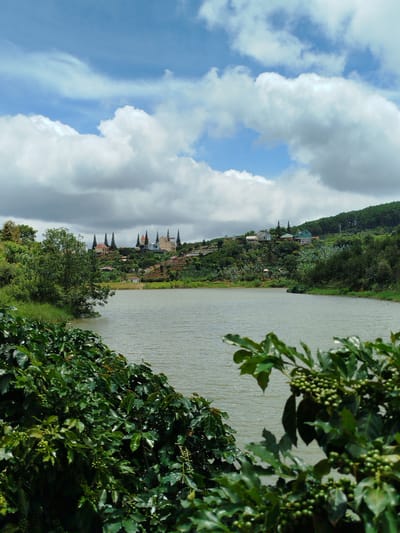A wide-angle, eye-level shot captures a tranquil lake in Xuân Sơn, Vietnam. The water's surface is rippled and reflects the light, appearing a pale, dusty green. In the foreground, lush, dark green foliage fills the bottom third of the frame, with clusters of small, round, green berries visible on some branches. Across the lake, a rolling green hillside is dotted with houses and structures, some with distinctive spired roofs. The hillside is covered in trees and vegetation, and a winding road or path is discernible leading up to the buildings. Above the landscape, a bright blue sky is adorned with dramatic, puffy white clouds. The overall impression is one of natural beauty and peaceful rural life.