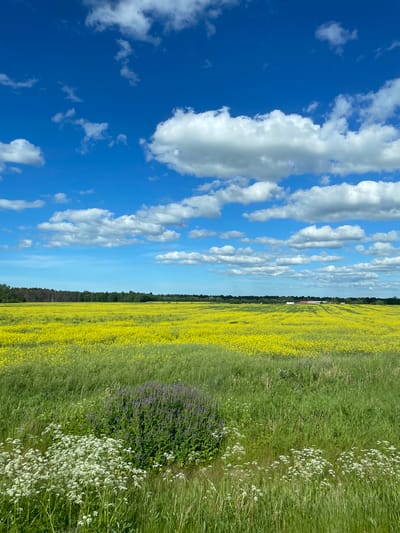 The image shows a vast field of yellow flowers, likely rapeseed, under a bright blue sky with scattered white clouds. In the distance, a line of trees borders the field, and a few red-roofed buildings are visible near the tree line. The foreground features taller green grass interspersed with clusters of smaller white flowers and a patch of purple flowers. The scene appears to be a rural landscape, possibly on a sunny day. The image was taken in the vicinity of Kurna, Estonia. There are no people or animals visible in the image.