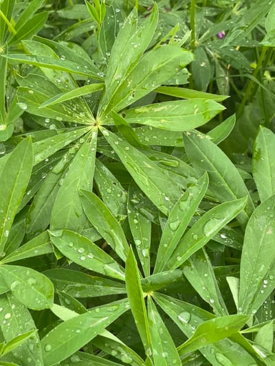A close-up, overhead shot captures a dense cluster of vibrant green lupine leaves, glistening with numerous water droplets after a rain. The leaves are long and lance-shaped, radiating from central points on their stems. The background is a blur of more lupine foliage, indicating a garden or natural setting. The location of Большая Уса, Russia, is not visually discernible from the image.