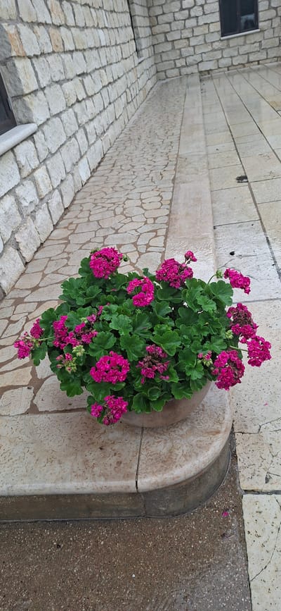 A potted plant with vibrant pink flowers sits on a stone ledge in front of a stone wall. The ground is paved with flagstones, some of which appear wet. The overall scene suggests an outdoor urban setting, potentially a courtyard or walkway. The location is the city of Kaali, Estonia.