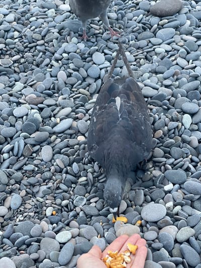 A pigeon is being fed crackers by a hand on a pebble beach. The pigeon is in the foreground, pecking at crackers on the ground and being offered more in the hand. The beach is covered in smooth, grey pebbles of various sizes. The setting appears to be a coastal area, with no discernible city structures visible. The scene is captured from a high angle, looking down on the pigeon and the hand.