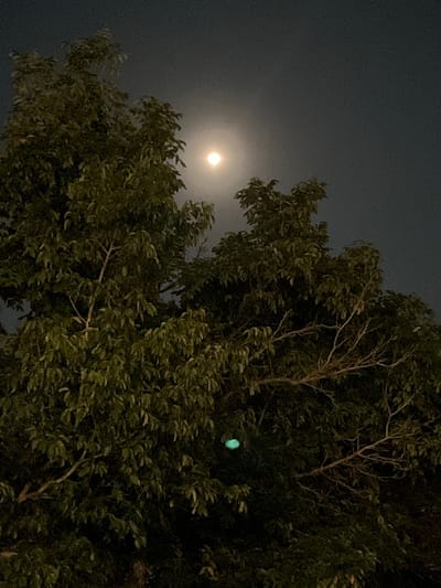 The media file shows a tree silhouetted against a dark, possibly nighttime sky. The moon is visible in the upper left quadrant of the image, appearing as a bright, slightly diffused orb. The tree itself is dense with foliage, its branches extending into the frame. Some of the leaves appear to be illuminated, possibly by the moonlight or an external light source, giving them a lighter green hue. In the mid-right portion of the image, there is a small, glowing green object, its nature unclear. The overall scene evokes a quiet, nocturnal atmosphere, possibly in a natural setting given the prominence of the tree and the moon. The location context suggests this scene is in Legonipah, Indonesia. There is no visible text in the image.