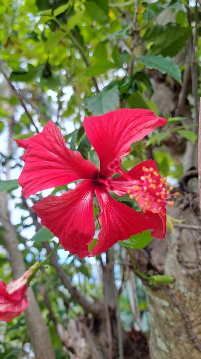 A close-up, vertical shot captures a vibrant red hibiscus flower in bloom, its petals unfurling against a backdrop of lush green foliage and tree branches. The flower's stamen, tipped with yellow pollen, protrudes from its center. A second, partially visible hibiscus flower with lighter red and white accents hangs lower to the left. The scene is set in the outdoors, with the natural light suggesting daytime. This image could be located in Geulanggang Baro, Indonesia, a region known for its tropical flora. There are no people or animals present in the frame. The environment is dominated by organic elements, specifically plants and trees.