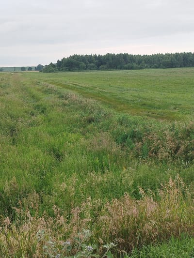 The image depicts a wide, open green field under an overcast sky. A dense line of trees forms a natural boundary in the distance, with a few scattered trees further away in the background. The foreground is dominated by tall, uncultivated green grass and wildflowers, with some dry stalks of grass interspersed. A subtle depression or ditch runs diagonally across the field. No people or animals are visible in the scene. The environment suggests a rural or natural landscape within the Крупіцкі сельскі Савет, Belarus.