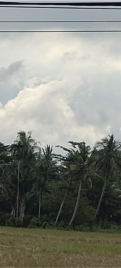 The image presents a serene tropical landscape in Aluekeujruen, Indonesia, characterized by a dominant cloudy sky. Three dark, thin power lines run horizontally across the very top of the frame, contrasting with the light grey and white cumulus clouds that fill the sky below them. These clouds are large and appear dense, suggesting overcast or partly cloudy weather.

Below the expansive sky, a dense band of lush green trees forms the mid-ground. These are predominantly coconut palms, identifiable by their tall, slender trunks and characteristic fronds, some of which are silhouetted against the bright clouds. The foliage appears thick, creating a rich green backdrop.

The foreground consists of a flat, open field that appears to be dry or recently harvested. Patches of light brown stubble are interspersed with sparse areas of green growth, possibly indicating a harvested rice paddy. The overall scene is static, devoid of any human activity or discernible events. The time of day appears to be daytime, likely under a soft, diffused light due to the heavy cloud cover. There is no visible text in the image.