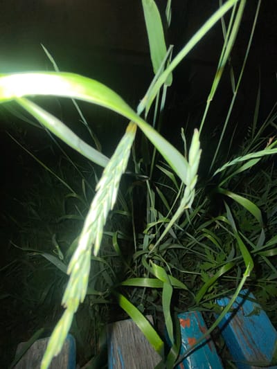 The image shows a close-up of a plant with green, blade-like leaves and a seed head. The plant is lit from the side, creating a bright highlight on some of the leaves. In the background, the scene is dark and out of focus, with some green foliage visible. In the foreground, the top of a blue wooden structure with some orange markings is visible, suggesting it may be part of a fence or bench. The overall impression is of a plant growing outdoors, possibly in a garden or natural setting. The location in Uchaly, Russia, is not discernible from the image itself.