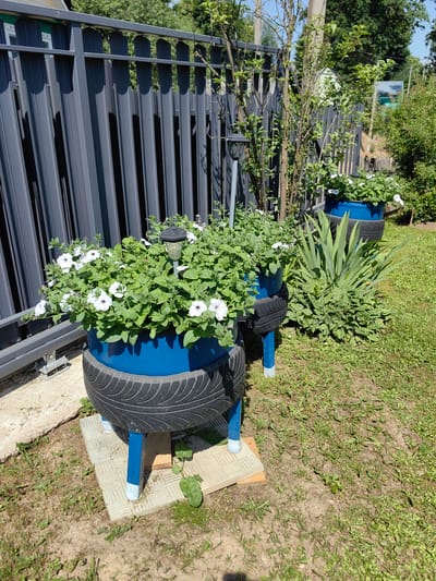 This media file shows an outdoor scene in a yard on a sunny day. The primary subjects are two planters made from repurposed tires, painted bright blue, and filled with white petunias. These planters are elevated on blue legs, each resting on a square paving stone. One planter is closer to the foreground, while the other is further back. The planters are situated on a grassy area with scattered weeds.
Behind the planters, a dark gray metal fence runs horizontally across the frame, with vertical slats. To the left of the fence, a concrete slab is visible, suggesting a pathway or foundation. Beyond the fence, trees with green foliage are prominent, indicating a natural or semi-rural setting. The sky is clear and blue, and the bright sunlight casts shadows, suggesting it is likely midday.
A solar-powered garden light is visible in the foreground planter, and another is atop the rear planter, hinting at evening illumination. To the right of the planters, a spiky, green plant is growing. The overall impression is a neatly kept garden area, possibly a backyard or a communal outdoor space, with a focus on decorative planting using recycled materials. There is no visible text in the media file.
