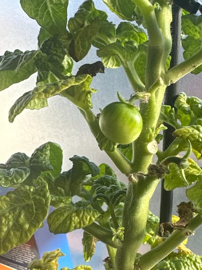 This image shows a close-up of a green tomato fruit on a tomato plant. The fruit is small and round, with a smooth, slightly glossy surface. It is attached to a thick, fuzzy green stem. The surrounding leaves are also green and appear somewhat crinkled. The background is blurred and out of focus, suggesting a shallow depth of field. The lighting appears to be natural, possibly from a window or overhead light source, casting soft shadows. The setting is likely domestic, possibly a home garden or indoor plant setup, and does not provide specific identifiable features of Steenwijk, Netherlands.