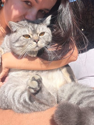 The image shows a woman holding a grey British Shorthair cat. The woman is close to the camera, with her face partially visible in the upper left corner. Her dark hair is long and flows around the cat. The cat is nestled in the woman's arms, with its head resting on her shoulder. Its fur is thick and grey with darker tabby markings. The cat's large, round eyes are open and looking forward. The woman is wearing a light-colored top. The background is blurred but appears to be outdoors, with sunlight casting shadows. The setting is likely a residential area in Uhornyky, Ukraine, given the context.