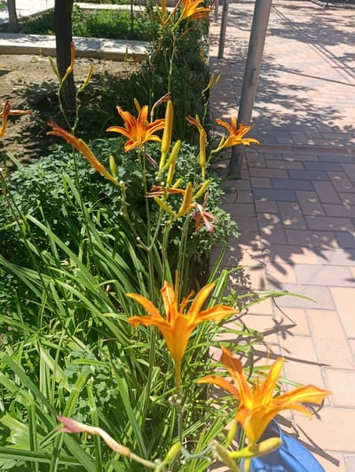 A cluster of bright orange daylilies are in full bloom along a paved pathway in Khujand, Tajikistan. The flowers, with their long, slender petals and prominent stamens, are the main focus of the image. They are positioned in the foreground and middle ground, with some fully opened and others still in bud. Green grass and other foliage create a lush backdrop for the vibrant blooms. The pathway, made of rectangular brick pavers, is partially shaded by the dappled light filtering through unseen trees. A metal pole stands to the right of the pathway, casting a shadow. In the distance, a tree trunk and more greenery are visible, suggesting a park or garden setting. A corner of a blue object, possibly a bag or container, is visible at the bottom right of the frame.