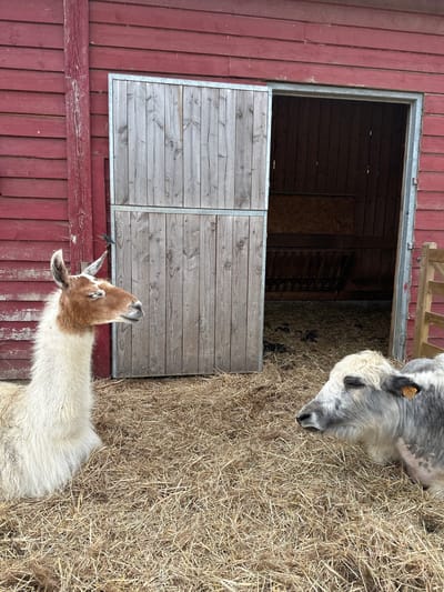 Two animals, a llama and a cow, are lying on a bed of straw in front of a red wooden barn with sliding doors. The llama, on the left, has white and brown fur and is facing to the right. The cow, on the right, has gray and white fur and is facing to the left. The barn has a wooden door with metal trim. The ground is covered in straw and some dark spots that appear to be animal droppings. The scene appears to be on a farm in Saint-Jouin-Bruneval, France.
