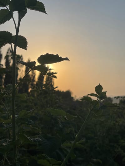 The image depicts a close-up view of dark green leaves silhouetted against a hazy, golden sky, likely at sunset or sunrise. The leaves are jagged and appear to be from a shrub or tree, with a thin branch running horizontally across the lower portion of the frame. The sun is visible as a bright orb behind the foliage, creating a soft, diffused light. The background is a blur of darker green foliage and a gradient of light in the sky, transitioning from a pale blue at the top to a warm yellow near the horizon. The overall mood is serene and natural, capturing a moment of twilight in an outdoor setting. There is no visible text in the image.