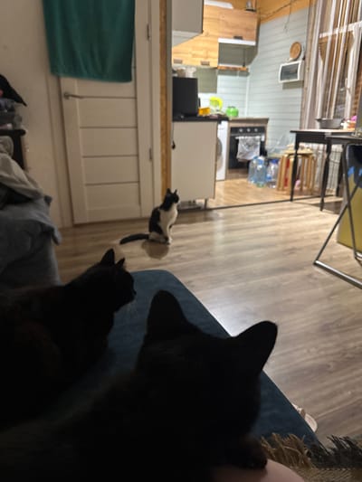 The image depicts an indoor scene, likely a home. In the foreground, two black cats are visible, with their backs turned towards the camera. One cat is partially obscured, while the other is more clearly visible, lying on what appears to be a blue upholstered surface. Further into the background, a black and white cat is sitting on a wooden floor, facing away from the viewer and towards an open doorway. Beyond the doorway, a kitchen area is visible, featuring wooden cabinets, a countertop, and kitchen appliances. The overall lighting suggests an indoor environment, possibly in the evening or with limited natural light. There are no people visible in the frame. The location is specified as Добровское сельское поселение, Ukraine.