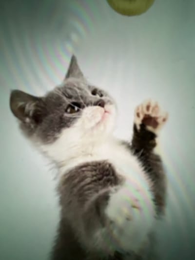 A gray and white cat lies on its back, its head tilted upward towards the camera. One paw is raised, showing spotted pads. The cat has a pink nose and visible whiskers. A blurry yellow object is partially visible on the left side of the frame. The background is a soft white. The image exhibits some blurriness.