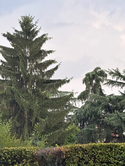 In Saluzzo, Italy, a dense green hedge forms the foreground of the image. Behind the hedge, two large evergreen trees dominate the scene. The tree on the left is a mature spruce with drooping branches adorned with small cones. To its right, a deodar cedar stands with its characteristic cascading branches. The sky above is overcast, with soft grey clouds filling the frame. The overall impression is one of natural abundance and calm.