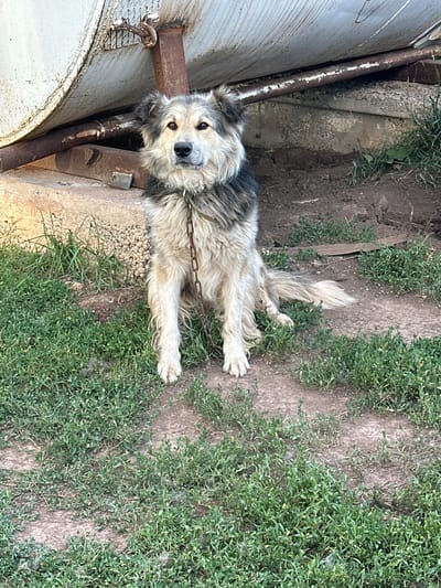 A medium-sized, long-haired dog with a grey, black, and tan coat is sitting on a dirt and grass patch in front of a large, white, cylindrical object, possibly a water tank or silo. The dog is wearing a metal chain leash. The background shows a concrete structure and rusty metal pipes. The scene appears to be in an outdoor, possibly rural or industrial, setting. The image was taken in Bayagiz, Kazakhstan.