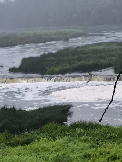 The image captures a section of the Venta Rapid, the widest waterfall in Europe, located in Kuldīga, Latvia. The scene is characterized by a wide, shallow waterfall cascading over a rocky ledge. White foam churns at the base of the falls, indicating the force of the water. A solitary, light-colored log or branch is caught on the edge of the waterfall, leaning precariously. Surrounding the rapid are patches of lush green vegetation, with darker, denser grass along the banks and lighter, more distant grassy areas. The background is obscured by a thick, grayish fog that blends the distant treeline into the muted sky, contributing to a somber and atmospheric mood. The overall impression is one of a natural, untamed environment under a heavy, misty atmosphere.