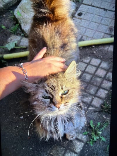 A medium-long-haired tabby cat with green eyes is being held by a person. The cat is oriented with its head towards the upper right corner. The person's hand is visible, with a silver bracelet on their wrist. The background consists of a patio surface made of rectangular stone or concrete blocks, a yellow garden hose, and some weeds. The location cannot be definitively determined to be in Reigate and Banstead, United Kingdom, based solely on the image.