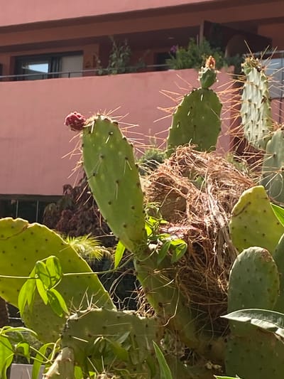 This media file captures a close-up view of a prickly pear cactus plant, likely in Resinera-voladilla, Spain. The cactus has large, flat green pads covered in sharp spines. One pad towards the bottom left of the frame features a small, red, fruit-like growth, possibly a developing prickly pear.
Intertwined within the cactus branches, a bird's nest constructed from dried grasses and twigs is visible. The nest appears somewhat disheveled, suggesting it might be old or recently constructed. In the background, a building with a muted pink facade and dark-trimmed windows is present, suggesting an urban or semi-urban setting. The light suggests it is daytime, with the sun casting shadows and highlighting the textures of the cactus and nest. No people or text are visible in the image. The overall impression is one of nature, resilience, and the quiet domesticity of wildlife within a human-altered environment.