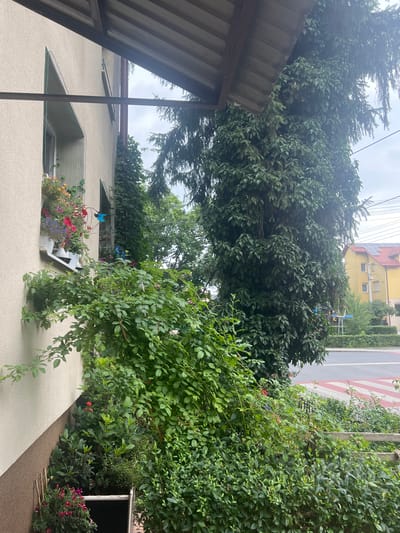 The image captures a view of a building's facade and a lush green garden. On the left, a light-colored building wall is visible, featuring a window adorned with flower pots. The flowers are a mix of red, orange, and purple hues, with some greenery. A blue star-shaped decoration hangs from the window. Beneath the window, a dense growth of green bushes and climbing plants obscures much of the lower portion of the building and extends outwards.
To the right of the building, a very large, mature coniferous tree dominates the mid-ground, its branches thick with dark green needles and some other vine-like foliage entwined around it. The tree stands tall, reaching towards the sky, and partially covers the adjacent residential buildings in the background. These buildings appear to be painted in yellow and red hues. The larger yellow building features a red-tiled roof equipped with solar panels. Power lines are also visible against the overcast sky.
In the foreground, the garden continues with various plants, including flowering bushes with red blossoms and dense green foliage. A rustic wooden fence runs horizontally across the lower right portion of the image. A street with a pedestrian crossing marked with red and white stripes is visible beyond the garden. The scene appears to be set in a residential area of Skawina, Poland, likely a suburban environment given the presence of houses, greenery, and a street. The overall impression is one of a well-maintained property with a prominent garden.