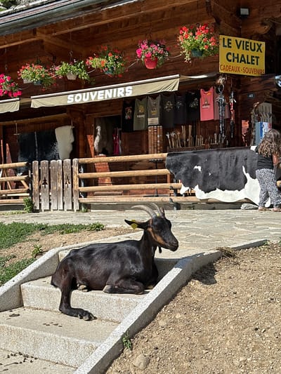 The image depicts an outdoor scene in Montriond, France, featuring a multi-story wooden chalet-style building, identified by a yellow sign as "LE VIEUX CHALET CADEAUX - SOUVENIRS." A light-colored awning displays "SOUVENIRS" in white lettering across the shop's facade, which is decorated with multiple hanging baskets of red and pink geraniums. Visible merchandise includes various T-shirts, animal hides (notably a large black and white cowhide draped over a display near the entrance), and wooden items. A young child with dark, curly hair, wearing a dark top and black and white patterned pants, stands near the shop's entrance, partially obscured by the cowhide display. In the foreground, a dark-coated goat with short horns and a yellow ear tag in its left ear is lying on a two-step concrete or stone staircase. The surrounding ground consists of irregular stone paving directly in front of the shop and patches of dry earth with sparse vegetation. A rustic wooden fence featuring carved tree designs is present on the left side. The scene is brightly illuminated by direct sunlight, casting distinct shadows.