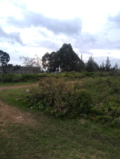 The image displays an undeveloped plot of land within Njoro ward, Kenya, under an overcast sky. The foreground shows a reddish-brown dirt path curving from the lower-left, transitioning into a sparse patch of green grass. The mid-ground is dominated by dense, mixed green and yellowish-green vegetation, characterized by bushes and weeds, some bearing yellow flowers or seeds. Scattered pieces of plastic litter, including a pink bag, are visible near the path and within the vegetation. In the mid-background, a grey, unfinished concrete wall or structure is partially visible behind the foliage. The background features a prominent cluster of tall, dark green broadleaf trees, potentially eucalyptus, in the center, with additional dark trees to the far left and several slender coniferous trees to the right. No individuals, animals, vehicles, or active interactions are present in the scene.