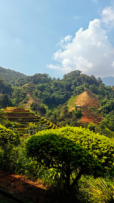 The image depicts a terraced landscape in Hoàng Su Phì Commune, Vietnam. The scene is dominated by a hillside with cultivated terraces carved into the slopes. The terraces are primarily brown earth with sections of green vegetation indicating crops. Dense foliage covers the upper portions of the hillside, with varied shades of green suggesting different types of trees and plants.

The foreground features lush green bushes and grasses, partially obscuring the view. Above, the sky is light blue with scattered white clouds. A small structure is visible on one of the terraces on the right side of the hill. The overall light suggests a bright, sunny day.
