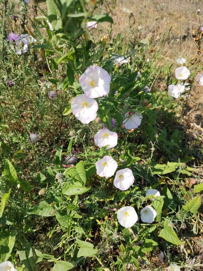 The image shows a patch of wild plants in a dry, grassy area. The foreground is dominated by several white funnel-shaped flowers with pale pink or purplish edges and yellow centers. These flowers are accompanied by lush green leaves and thinner, vine-like stems. Interspersed among the white flowers are some smaller purple thistle-like flowers and seed heads. The background is a blur of dry, brown grass and vegetation, suggesting an outdoor, possibly uncultivated, location. The lighting indicates it is daytime with sunlight casting shadows. The scene appears to be a natural or semi-natural habitat, possibly a roadside verge, field edge, or a neglected urban green space. There is no indication of human presence or activity.
