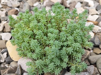 This media file depicts a close-up, overhead view of a small, vibrant green succulent plant growing amongst a bed of various-sized, multi-colored pebbles. The plant is dense and cushion-like, with numerous tightly packed, needle-like leaves forming intricate clusters along its stems. The pebbles surrounding the plant range in color from light grey and white to darker grays, browns, and a single, smooth, pale yellow stone. The lighting suggests it is daytime, possibly overcast, as there are no strong shadows. The overall impression is one of a well-maintained garden or rockery in an outdoor setting. The location context provided is Beglatoy, Russia. No people, text, or specific events are visible in the image.