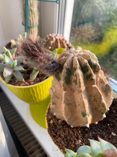 The image shows a close-up of a potted cactus with a fuzzy, purplish bud emerging from its side. The cactus itself is ribbed and has patches of green and brown. In the background, another potted succulent with green leaves is visible, as well as a tall, fuzzy cactus in a teal planter. The plants are situated on a windowsill, with sunlight streaming in from the right, illuminating the scene. The exterior view through the window is blurred, showing greenery and hints of what appears to be a building. The location is identified as Alexandrovka, Russia.