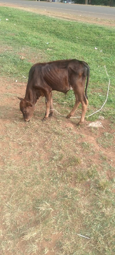 The image captures a dark brown calf grazing on a patch of ground, likely a roadside verge, in West Sakwa ward, Kenya. The young bovine is positioned in the lower-left to central frame, with its head lowered to consume sparse green grass interspersed with reddish-brown earth. A thin, white rope is visible, tied around one of the calf's front legs, extending towards its rear, suggesting it is tethered.
The immediate foreground and middle ground consist of a mix of dry earth and clumps of green grass. In the background, a paved road stretches across the frame, behind a wider strip of greener grass. Distantly on the road, a light-colored car and possibly a bicycle or motorbike can be discerned. The scene is illuminated by natural daylight, indicating it is daytime with clear weather conditions. Scattered pieces of white debris are visible on the grassy areas. No visible text is present in the image.