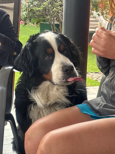 A Bernese Mountain Dog is the focal point, its black, white, and brown fur prominent. The dog's tongue is extended, adding a playful touch. A person's legs and arms frame the dog; they wear blue shorts and a grey shirt. Outdoor greenery forms a blurred background. The scene is well-lit, and the composition emphasizes the dog's endearing expression.