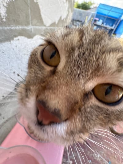 A close-up, wide-angle shot captures the face of a tabby cat with large, golden eyes and dark pupils, positioned at an extreme low angle. The cat's fur is brown and black striped, and its whiskers are prominently displayed. A pink object, possibly a bowl, is visible in the foreground, partially obscuring the lower part of the cat's face. In the background, a textured gray wall is visible on the left, and a structure with a blue roof, shelves with bottles, and some greenery is discernible on the right. The scene appears to be outdoors in a yard, likely in Sovkhoza "Razdol'e", Russia, given the context.