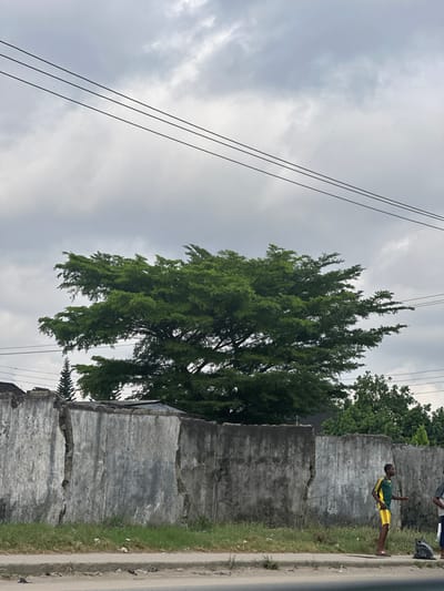 The scene depicts an outdoor urban environment in Elimgbu, Nigeria, under an overcast sky. The foreground features a narrow strip of dry grass and dirt adjacent to an asphalt road surface. A dilapidated concrete wall, exhibiting prominent vertical cracks and discoloration, runs across the mid-ground. Behind the wall, a large tree with dense green foliage dominates the center, with smaller trees and a tall, slender coniferous tree visible to its left. To the right of the wall, two individuals are present. One male, wearing a yellow and green striped short-sleeved shirt and yellow shorts, stands facing right. Another individual is partially obscured behind him, and a black bag rests on the ground nearby. Multiple black utility lines stretch horizontally across the upper portion of the frame against the grey, cloudy sky.