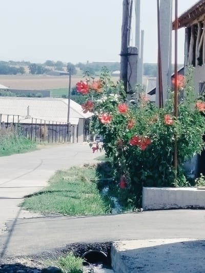 The image depicts a street scene in Kölkent, Kazakhstan, on a bright, clear day. In the foreground, a gray asphalt road curves to the left, with a drainage grate visible on the lower left. To the right of the road, a white concrete curb borders a grassy area. Dominating the mid-ground is a large bush with vibrant red hibiscus flowers in full bloom, situated next to several tall, slender utility poles. Beyond the flowers, a metal fence runs alongside a building with a corrugated metal roof. In the background, the landscape features fields, trees, and more buildings, suggesting a semi-rural or suburban setting. The sky is a pale blue, with a hazy quality, and the overall impression is one of a sunny, warm day.