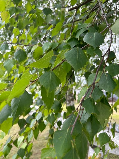 The image is a close-up shot of green birch leaves and branches in a natural outdoor setting. The leaves are varied in shape and size, with some appearing to be slightly curled or torn. The branches are thin and dark brown, with a few twigs visible. In the background, a blurry image of a birch tree trunk with white bark is visible, along with hints of greenery and possibly some out-of-focus lights or reflections. The overall impression is one of a shaded area with diffused light. The specific location in Пекалінскі сельскі Савет, Belarus, cannot be determined from the visual information in the image alone. There are no people or animals present in the image.